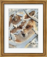 Red Fox - Hide and Seek Fine Art Print