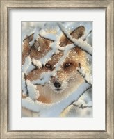 Red Fox - Hide and Seek Fine Art Print