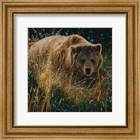 Brown Bear - Crossing Paths Fine Art Print