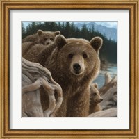 Brown Bears - Backpacking - Square Fine Art Print