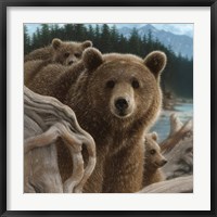 Brown Bears - Backpacking - Square Fine Art Print
