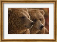 Brown Bears - Lazy Daze Fine Art Print