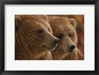 Brown Bears - Lazy Daze Fine Art Print