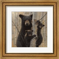 Black Bear Mother and Cubs - Mama Bear Fine Art Print