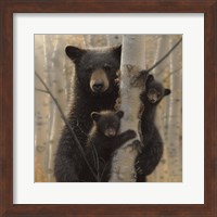 Black Bear Mother and Cubs - Mama Bear Fine Art Print