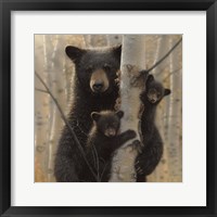Black Bear Mother and Cubs - Mama Bear Framed Print