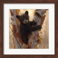 Curious Cub I Fine Art Print