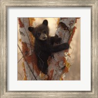 Curious Cub I Fine Art Print