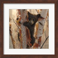 Curious Cub II Fine Art Print