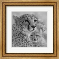 Cheetah Mother and Cubs - Mother's Love - Square - B&W Fine Art Print