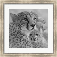 Cheetah Mother and Cubs - Mother's Love - Square - B&W Fine Art Print