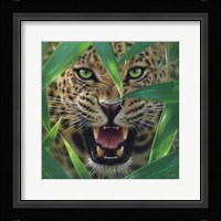 Jaguar - Ambush Fine Art Print