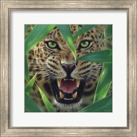 Jaguar - Ambush Fine Art Print