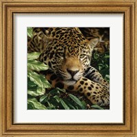 Jaguar - At Rest Fine Art Print