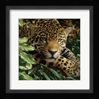 Jaguar - At Rest Fine Art Print