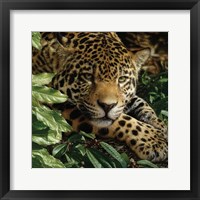 Jaguar - At Rest Framed Print