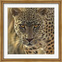 Leopard - On the Prowl - Square Fine Art Print