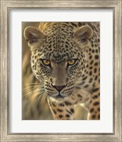 Leopard - On the Prowl Fine Art Print