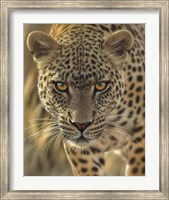 Leopard - On the Prowl Fine Art Print