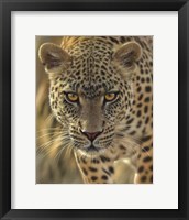 Leopard - On the Prowl Fine Art Print