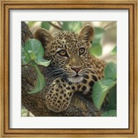 Leopard Cub - Tree Hugger Fine Art Print