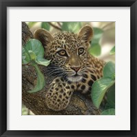 Leopard Cub - Tree Hugger Fine Art Print