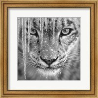 Snow Leopard - Blue Ice - B&W Fine Art Print