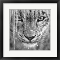 Snow Leopard - Blue Ice - B&W Fine Art Print