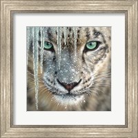 Snow Leopard - Blue Ice Fine Art Print