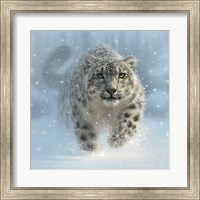 Snow Leopard - Snow Ghost Fine Art Print