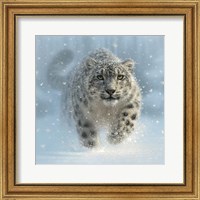 Snow Leopard - Snow Ghost Fine Art Print