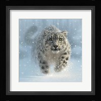 Snow Leopard - Snow Ghost Fine Art Print
