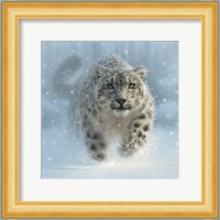 Snow Leopard - Snow Ghost Fine Art Print