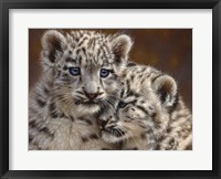 Snow Leopard Cubs - Playmates - Horizontal Fine Art Print