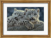 Snow Leopard Cubs Fine Art Print
