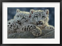 Snow Leopard Cubs Fine Art Print