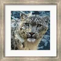 Snow Leopard Fine Art Print