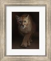 Cougar - Emergence Fine Art Print