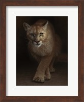 Cougar - Emergence Fine Art Print