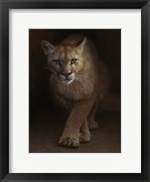 Cougar - Emergence Framed Print
