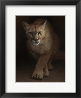 Cougar - Emergence Framed Print