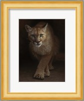 Cougar - Emergence Fine Art Print