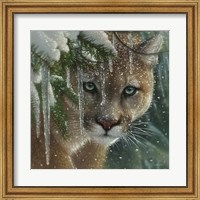 Cougar - Frozen Fine Art Print