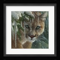 Cougar - Frozen Fine Art Print