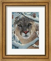 Cougar - Silent Encounter Fine Art Print