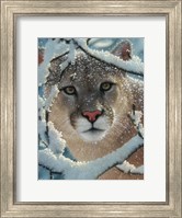 Cougar - Silent Encounter Fine Art Print