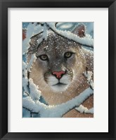 Cougar - Silent Encounter Framed Print