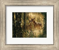 Whitetail Deer - A Golden Moment - Horizontal Fine Art Print