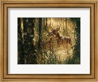 Whitetail Deer - A Golden Moment - Horizontal Fine Art Print