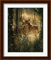 Whitetail Deer - A Golden Moment Fine Art Print